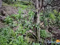 Miniature 4 - Terrain Banyuls-sur-Mer