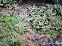 Miniature 5 - Terrain Banyuls-sur-Mer